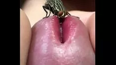 Reproduzir Fluxo do meu animal de estimação
