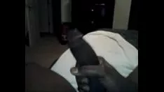 Afspelen Dit gebeurt als ik wakker word en geen kat heb om te neuken